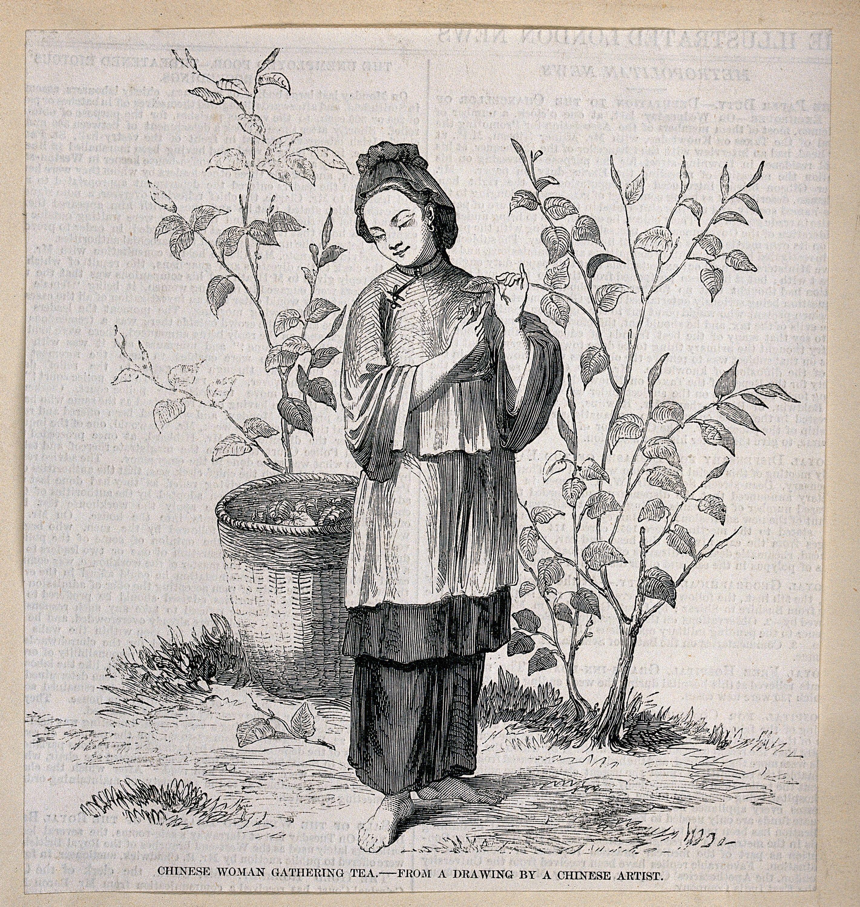 Chinese Woman Picking Tea Leaves